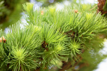 25 JAPANESE LARCH TREE Conifer Pine Cones Bonsai Larix Kaempferi Seeds